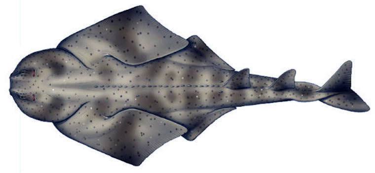 Squatina acuelata_03.jpg